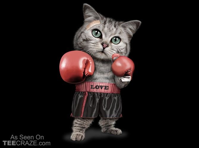 Кот боксер