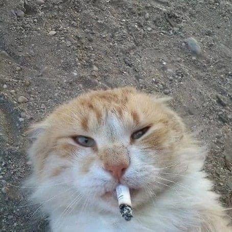 Кот с сигаретой на аву
