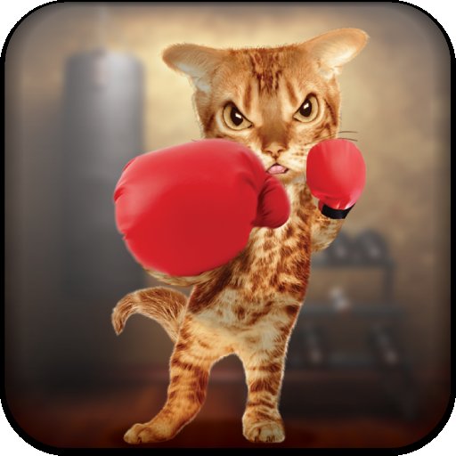 Кот в боксерских перчатках