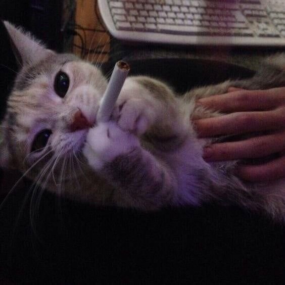 Кот курит сигарету