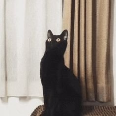 Удивленная черная кошка