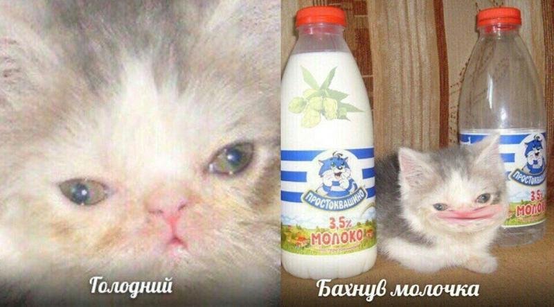 Котенок в сметане