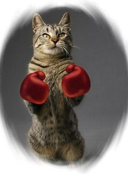 Коты в боксёрских перчатках