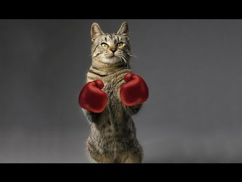 Котенок боксирует