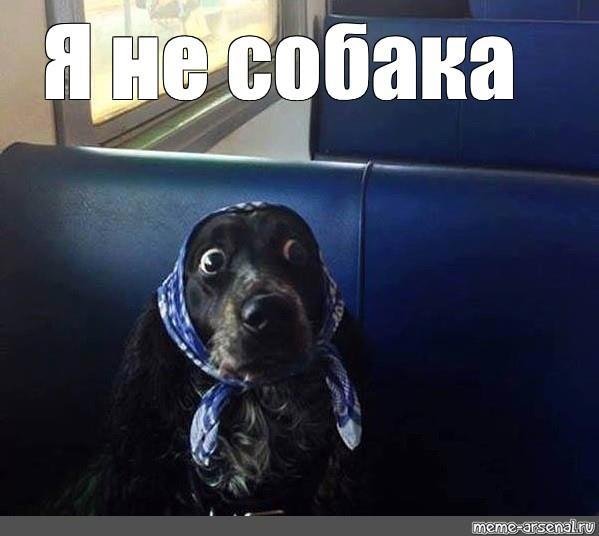 Мемы с псами