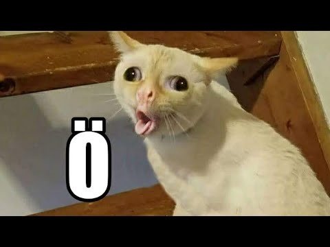 Кот который пытается выговорить