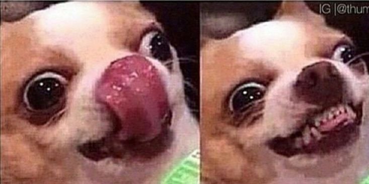 Упоротая чихуахуа