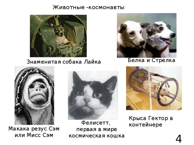Первая собака космонавт лайка