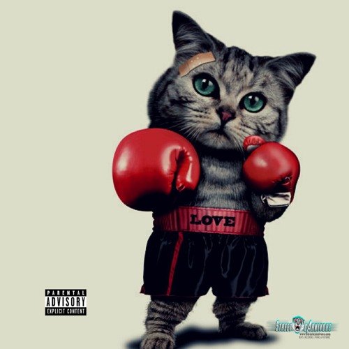 Кот с боксерской перчаткой