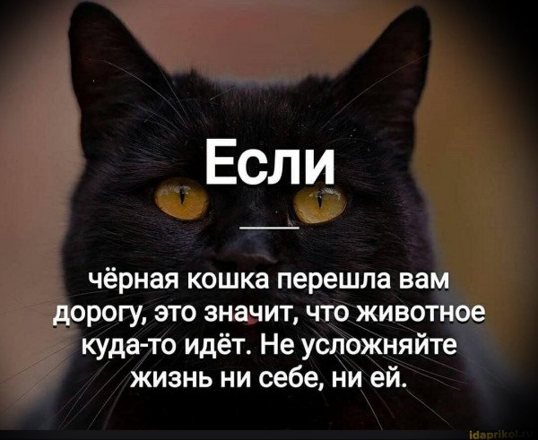 Черная кошка переходит дорогу