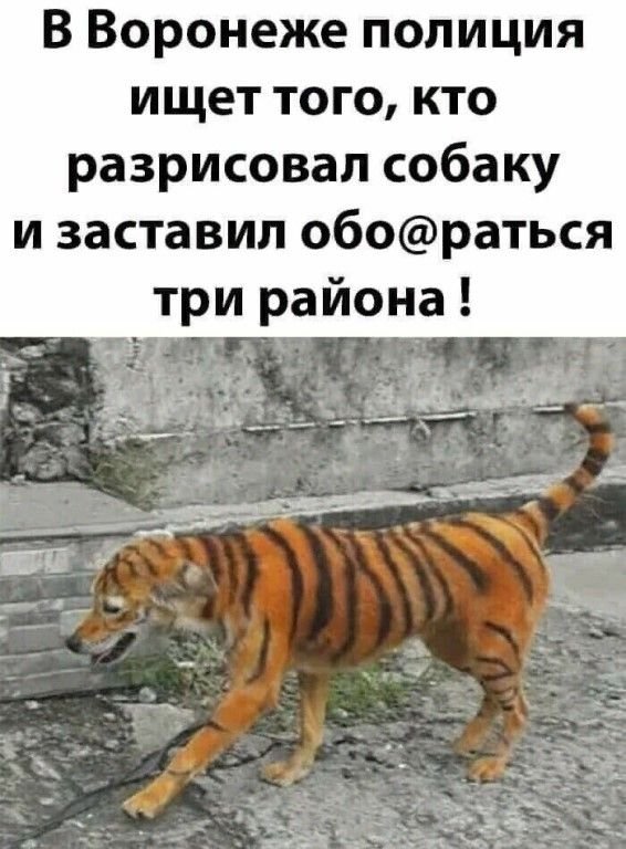 Полиция ищет того кто разрисовал собаку