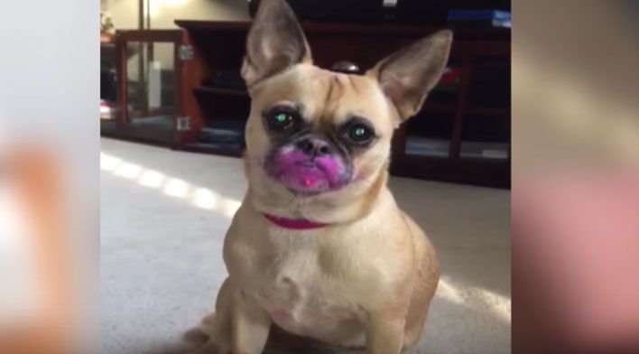 Помада собаки