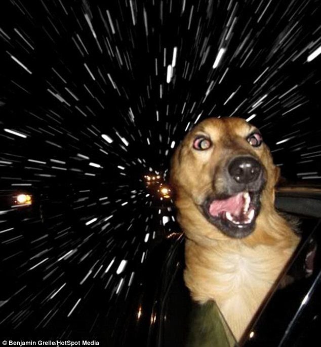 Бешеные псы