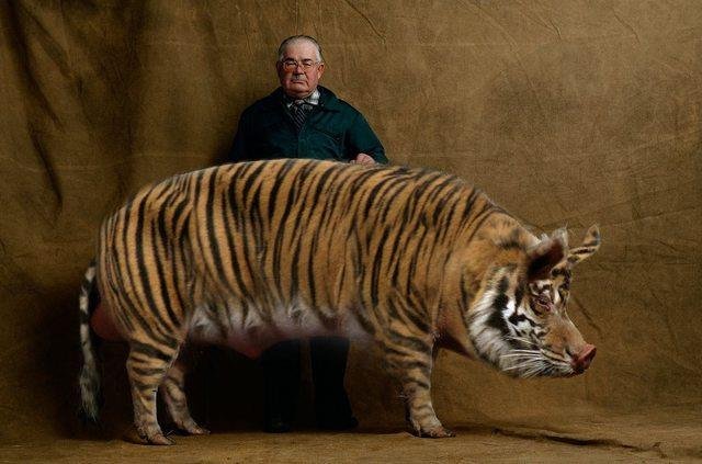 Украинский тигр