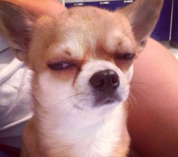 Подозревающая собака Мем