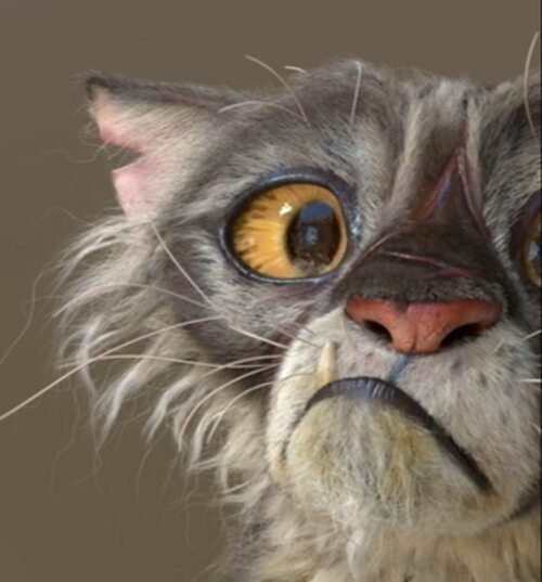 Облезлый кот