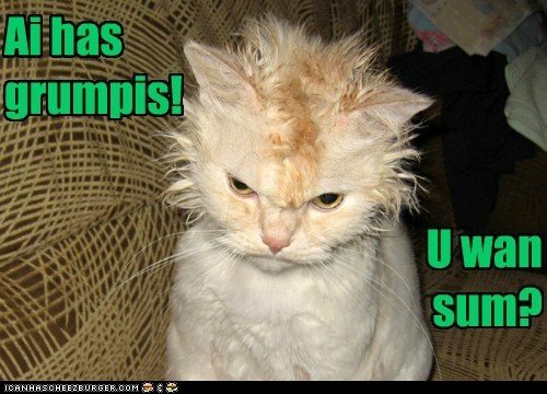 Облезлый кот