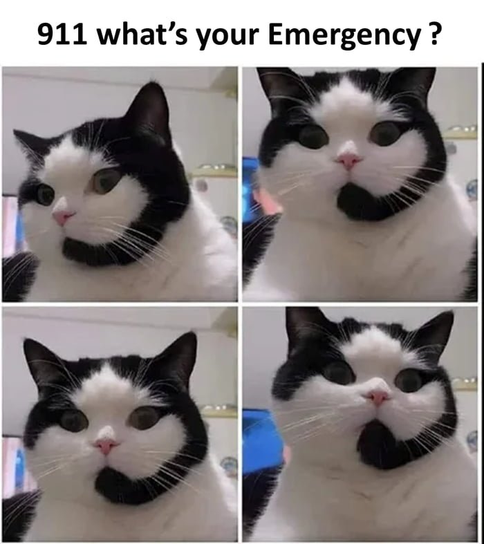 Котики мемы 2023