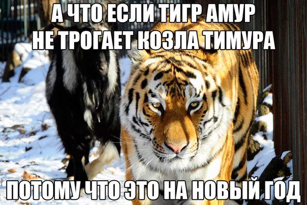 Тигр смешные картинки