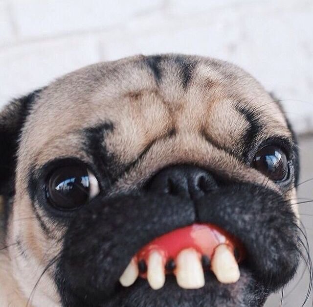 Мопс породы собак