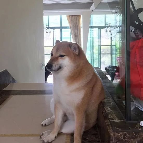 Грустная сиба ину