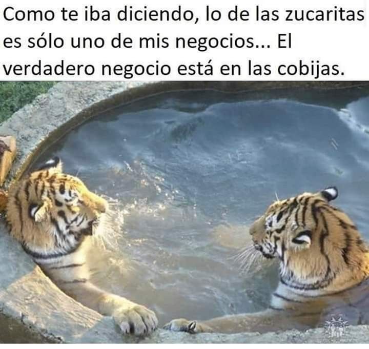 Мем тигры в бассейне цирк для души