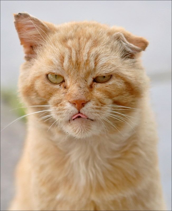 Дерзкий кот