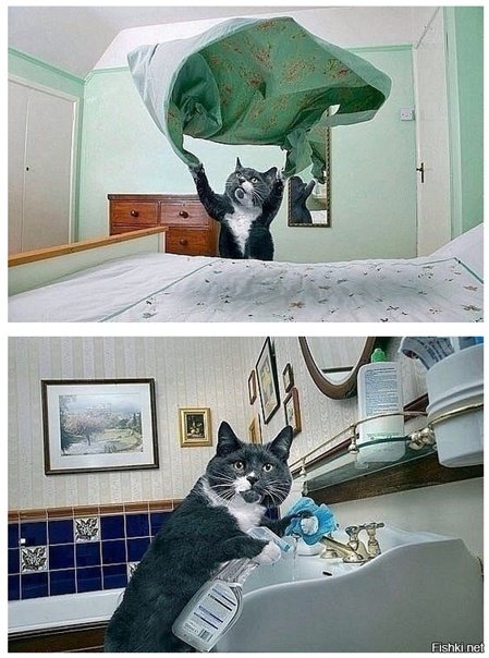 Хозяйственная кошка