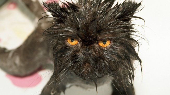 Черный кот взъерошенный