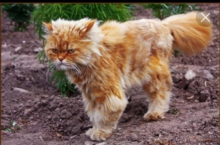 Рыжий облезлый кот