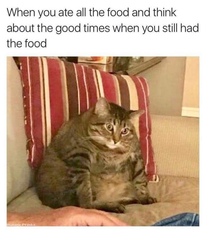 Грустный уставший толстый кот