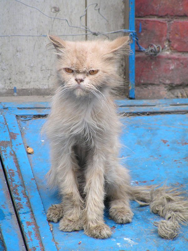 Потрепанный кот