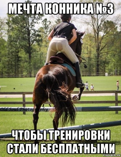 Мемы про конный спорт