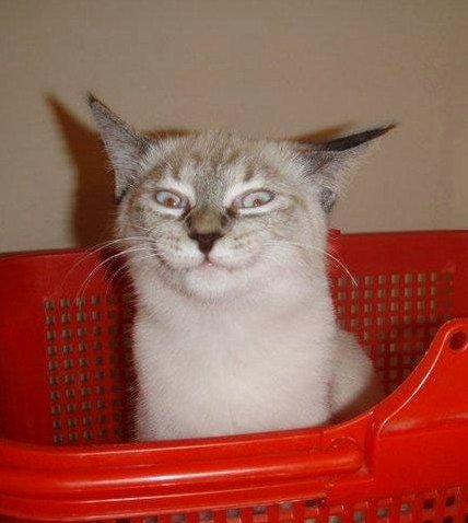 Ехидный кот