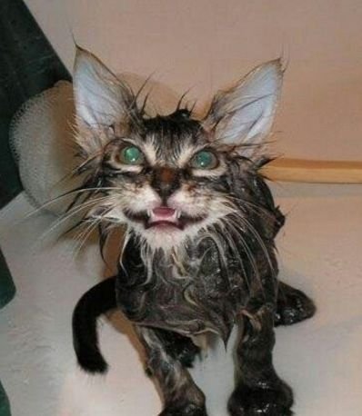 Облезлые коты