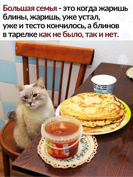 Кошка блин