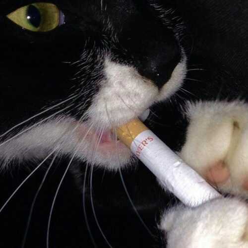 Курящий кот