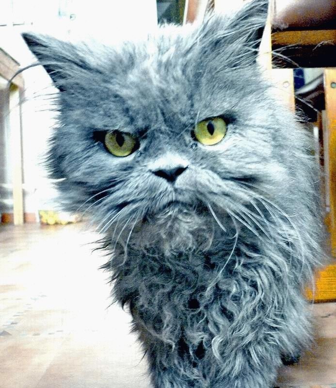 Злой серый кот