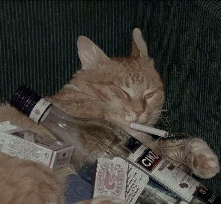 Пьяный котик