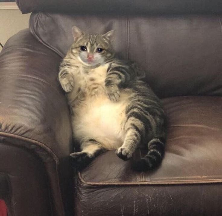 Толстый котик грустит