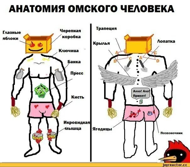 Шуточная анатомия человека