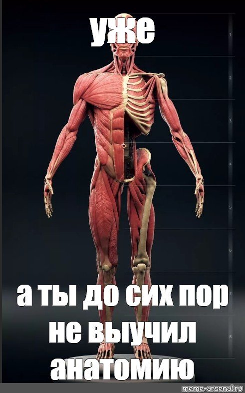 Мемы по анатомии