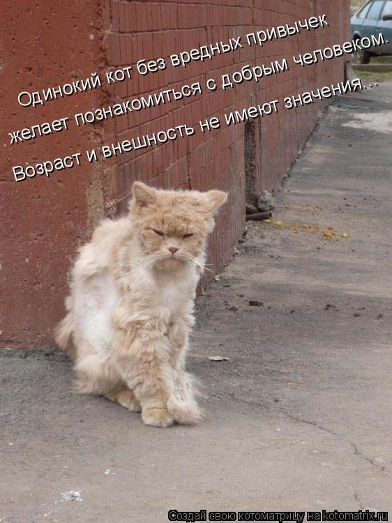 Потрепанный кот смешной