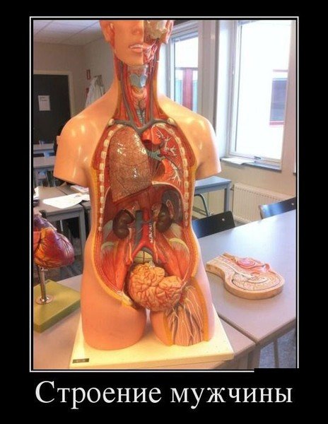 Анатомические шутки