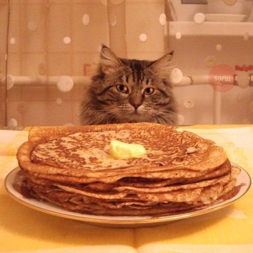 Котик с блинчиками