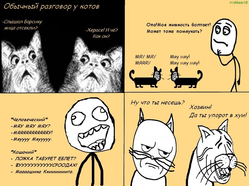 Кот Мем