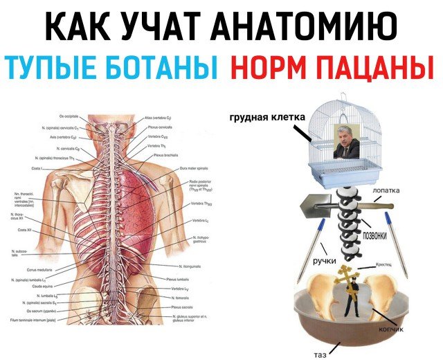 С чего начать изучать анатомию