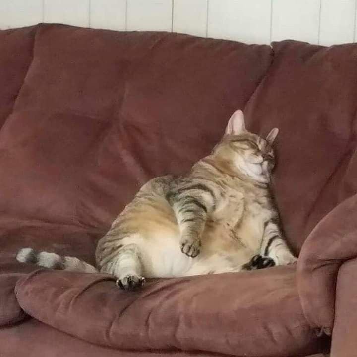 Я устал уставать от усталости кот