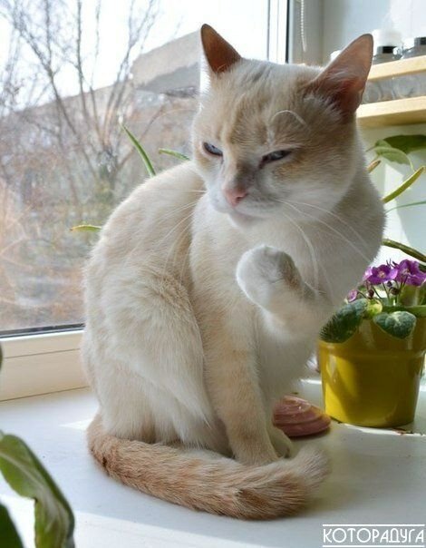 Котик показывает кулак