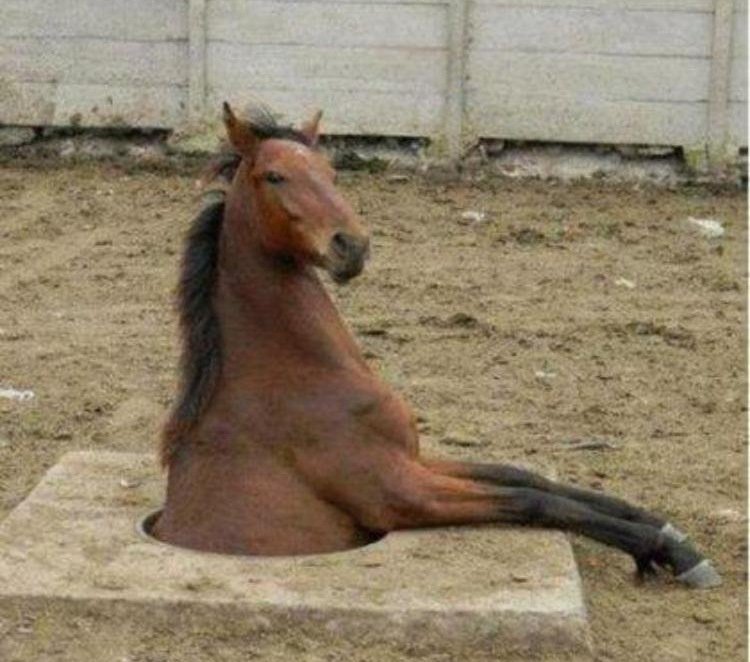 Упоротый конь